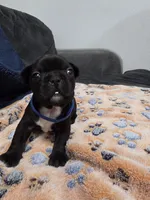 Zeus, a male Boston Terrier and French Bulldog for sale in Richmond, CA – 4 of 4
