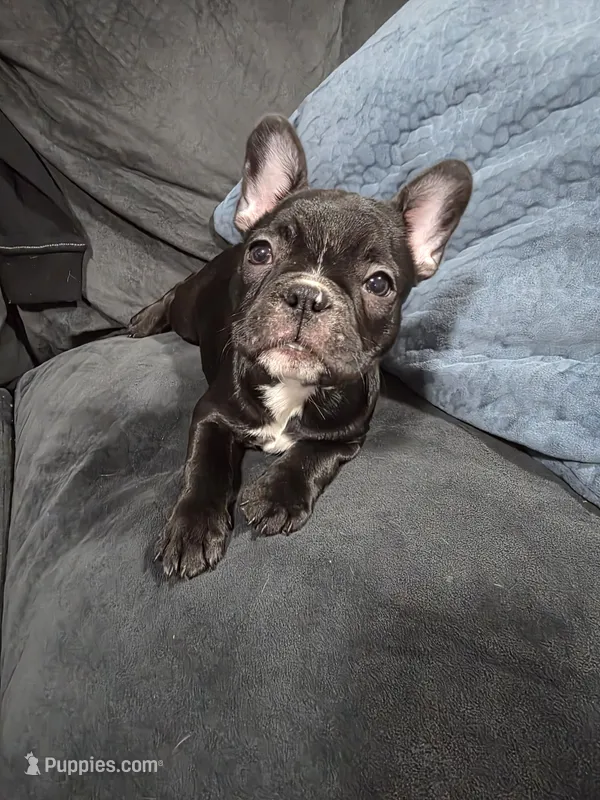 Sky – Boston Terrier, French Bulldog puppy for sale in Richmond, CA