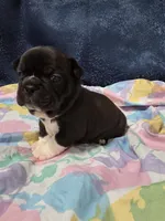 Remy, a female Boston Terrier and French Bulldog for sale in Richmond, CA – 4 of 7