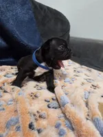 Zeus, a male Boston Terrier and French Bulldog for sale in Richmond, CA – 3 of 4