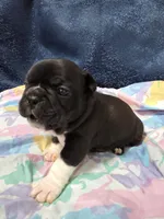 Remy, a female Boston Terrier and French Bulldog for sale in Richmond, CA – 3 of 7