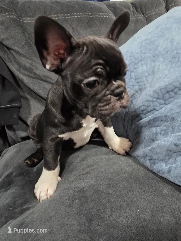 Remy – Boston Terrier, French Bulldog puppy for sale in Richmond, CA