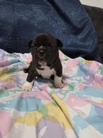 Remy, a female Boston Terrier and French Bulldog for sale in Richmond, CA – 7 of 7