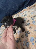 Sky, a female Boston Terrier and French Bulldog for sale in Richmond, CA – 4 of 5