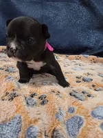 Sky, a female Boston Terrier and French Bulldog for sale in Richmond, CA – 2 of 5