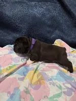 Remy, a female Boston Terrier and French Bulldog for sale in Richmond, CA – 5 of 7