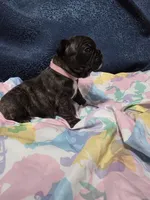 Roxy, a female Boston Terrier and French Bulldog for sale in Richmond, CA – 5 of 5