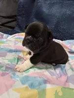 Remy, a female Boston Terrier and French Bulldog for sale in Richmond, CA – 6 of 7