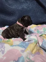 Roxy, a female Boston Terrier and French Bulldog for sale in Richmond, CA – 4 of 5