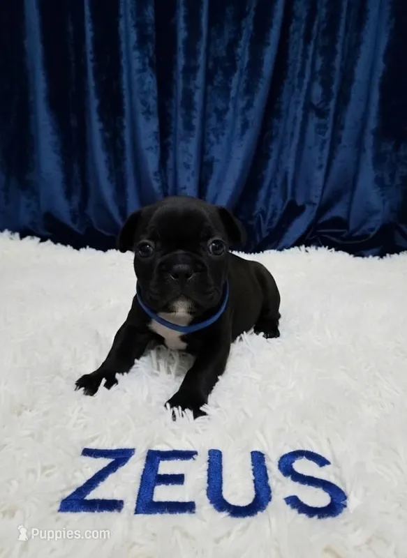 Zeus – Boston Terrier, French Bulldog puppy for sale in Richmond, CA