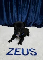 Zeus, a male Boston Terrier and French Bulldog for sale in Richmond, CA – 1 of 4