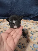 Sky, a female Boston Terrier and French Bulldog for sale in Richmond, CA – 5 of 5