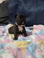 Roxy, a female Boston Terrier and French Bulldog for sale in Richmond, CA – 2 of 5