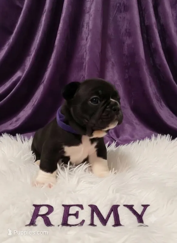 Remy – Boston Terrier, French Bulldog puppy for sale in Richmond, CA