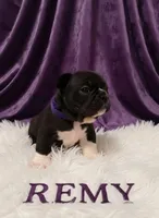 Remy, a female Boston Terrier and French Bulldog for sale in Richmond, CA – 1 of 7