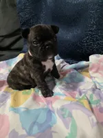 Roxy, a female Boston Terrier and French Bulldog for sale in Richmond, CA – 3 of 5