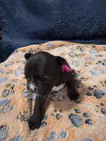 Sky, a female Boston Terrier and French Bulldog for sale in Richmond, CA – 3 of 5