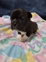 Remy, a female Boston Terrier and French Bulldog for sale in Richmond, CA – 2 of 7