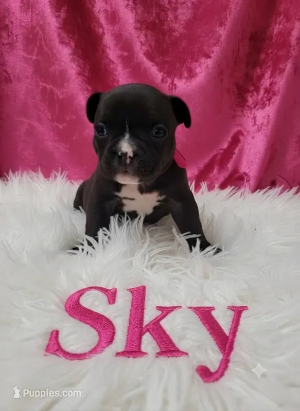 Sky – Boston Terrier, French Bulldog puppy for sale in Richmond, CA