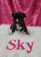 Sky, a female Boston Terrier and French Bulldog for sale in Richmond, CA – 1 of 5