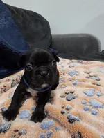 Zeus, a male Boston Terrier and French Bulldog for sale in Richmond, CA – 2 of 4