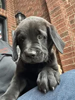 Prince, a male Dogue de Bordeaux and Perro de Presa Canario for sale in Fair Haven, MI – 4 of 5