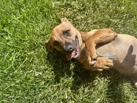 Jax, a male Jack Russell Terrier and Chihuahua for sale in Fair Haven, MI – 5 of 7