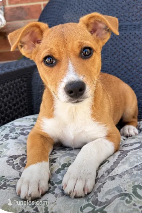 Buster – Jack Russell Terrier, Rat Terrier puppy for sale in Fair Haven, MI