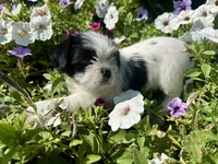 Penny, a female Shih Tzu for sale in Fair Haven, MI – 4 of 5