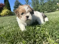 Copper, a male Shih Tzu for sale in Fair Haven, MI – 4 of 5