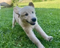 Buster, a male English Cream Golden Retriever for sale in Fair Haven, MI – 6 of 6