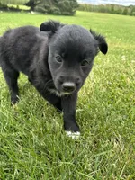 Paisley, a female Collie and Poodle - Miniature  for sale in Fair Haven, MI – 5 of 5