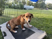 Buster, a male Jack Russell Terrier and Rat Terrier for sale in Fair Haven, MI – 3 of 3