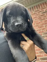 Prince, a male Dogue de Bordeaux and Perro de Presa Canario for sale in Fair Haven, MI – 3 of 5
