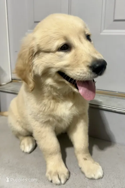 Buster – English Cream Golden Retriever puppy for sale in Fair Haven, MI