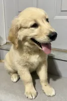 Buster, a male English Cream Golden Retriever for sale in Fair Haven, MI – 1 of 6