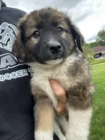 Bear, a male Collie and Poodle - Miniature  for sale in Fair Haven, MI – 6 of 6