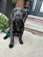 Queen, a female Dogue de Bordeaux and Perro de Presa Canario for sale in Fair Haven, MI – 3 of 4