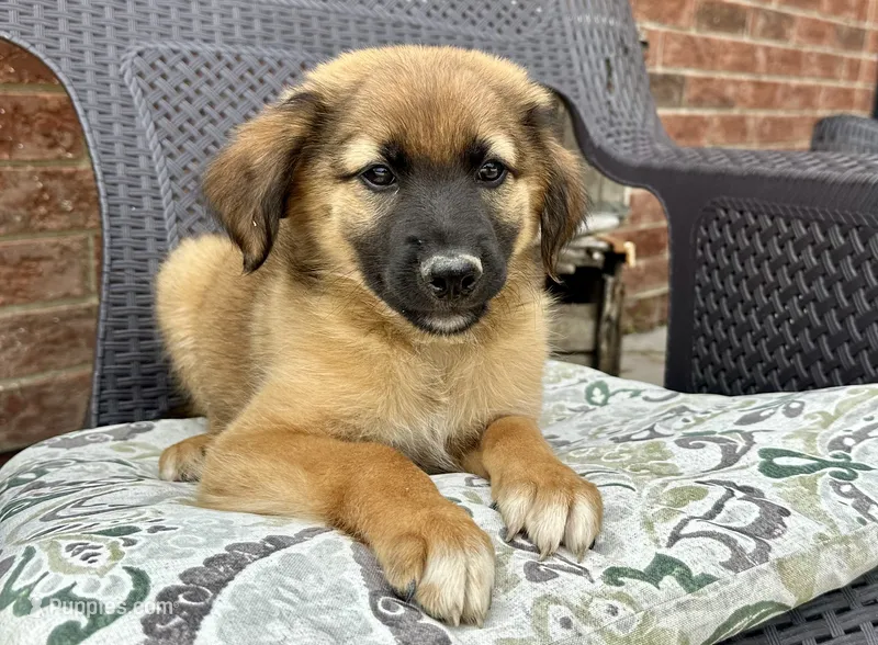 Buddy – Collie, Poodle - Miniature  puppy for sale in Fair Haven, MI
