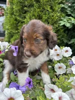 Petunia , a female Collie and Poodle - Miniature  for sale in Fair Haven, MI – 2 of 6