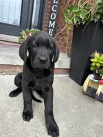 King, a male Dogue de Bordeaux and Perro de Presa Canario for sale in Fair Haven, MI – 5 of 5