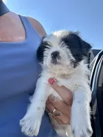 Penny, a female Shih Tzu for sale in Fair Haven, MI – 3 of 5