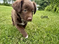 Calie, a female Collie and Poodle - Miniature  for sale in Fair Haven, MI – 4 of 5