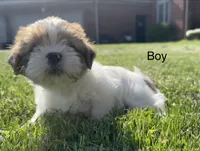 Copper, a male Shih Tzu for sale in Fair Haven, MI – 3 of 5