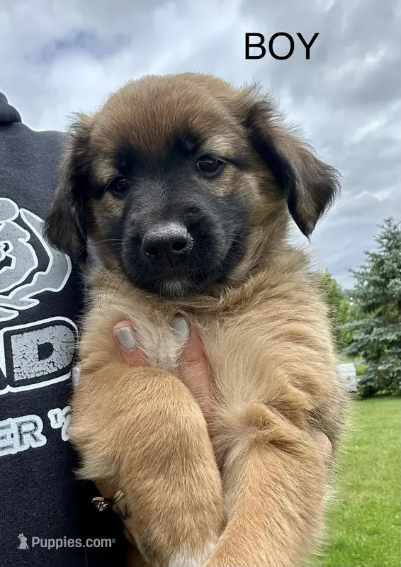 Buddy – Collie, Poodle - Miniature  puppy for sale in Fair Haven, MI