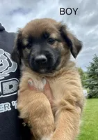 Buddy, a male Collie and Poodle - Miniature  for sale in Fair Haven, MI – 1 of 4