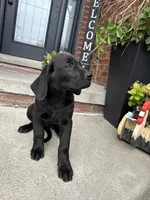 King, a male Dogue de Bordeaux and Perro de Presa Canario for sale in Fair Haven, MI – 4 of 5