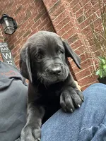 Prince, a male Dogue de Bordeaux and Perro de Presa Canario for sale in Fair Haven, MI – 5 of 5