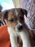 Mickey, a male Jack Russell Terrier and Rat Terrier for sale in Fair Haven, MI – 2 of 3