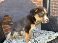 Minnie, a female Jack Russell Terrier and Rat Terrier for sale in Fair Haven, MI – 3 of 5